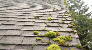roof cleaners in woodstock